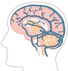 Neuro Serge cognitive support for memory and focus